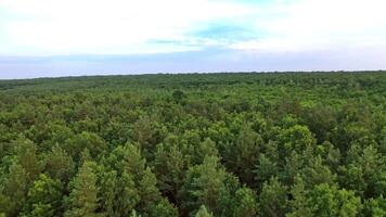 Natural aerial view of a beautiful green forest. Flying over pine tree forest in summer. Camera moves forward. video