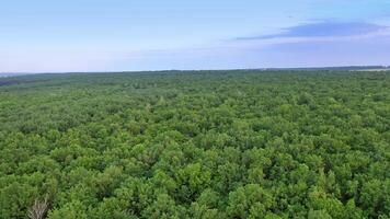 Flight over natural landscape of the forest. Beautiful view on the tops of green trees at summer day. Aerial view. video