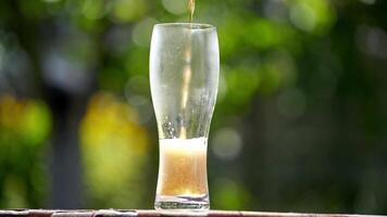 Pouring process of light beer into tall glass. Beer pours into a glass in summer garden making lots of bubbles and white foam. Cold alcohol refreshment on nature background. video