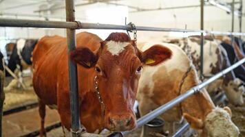 Close-up of red cow among other cows in a barn. Beautiful brown cow is standing in a row of animals inside a modern cowshed. video