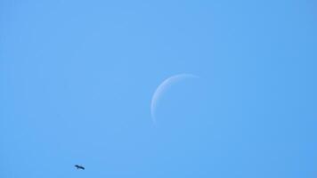 Flock of birds flying soaring high in blue sky against daytime moon video