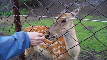 Deer eats from hand through fence wildlife interaction captured in captivating closeup sequence. video