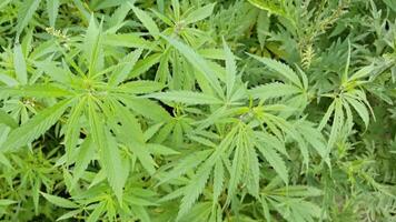 Lush green cannabis leaves sway gentle breeze in natural garden setting with vibrant foliage. video