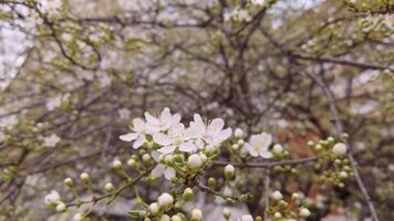 Blossoming cherry branches sway gently in spring breeze against lush background. video