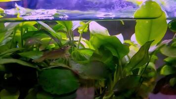 Lively aquarium scene with darting fish amidst vibrant greenery in underwater environment. video