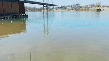 Tranquil river scene with birds and bridge reflections under a clear sky at a riverside park. video