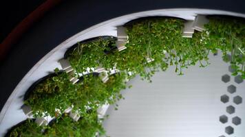 Growing microgreens at small rotating farm with special lighting. Media. Close up of growing green vegetation. video