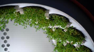 Growing microgreens at small rotating farm with special lighting. Media. Close up of growing green vegetation. video