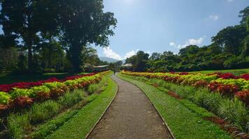 Beautiful path with neat colorful bushes. Action. Beautiful view of path with colorful bushes and bright greenery on sunny day. Beautiful park with flowers and bushes on sunny summer day video