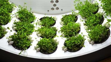 Close up of industrial spinning farm for germination of microgreens. Media. Rows of small containers with vegetation under bright lamps. video