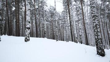 Beautiful landscape with birch trees in winter forest. Media. Winter forest with birch trees and pure snow. Beautiful forest with birch trees and soothing effect on winter day video