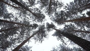 Dizzying view of winter trees. Media. Beautiful view from below of tree crowns in winter forest. Beautiful rotating view of treetops in winter video