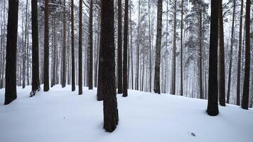 Beautiful view in forest with tree trunks on winter day. Media. Calming view of winter forest with falling snow. Beautiful landscape in winter forest during snowfall video