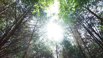 Sunlight Gently Filtering Through the Lush Canopy of a Vibrant and Serene Forest. Clip video