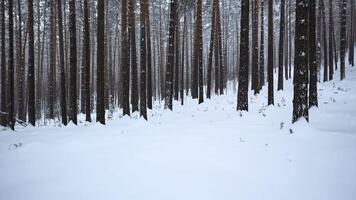 Beautiful view in forest with tree trunks on winter day. Media. Calming view of winter forest with falling snow. Beautiful landscape in winter forest during snowfall video