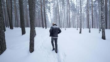 Stylish young man walking in winter forest. Media. Rear view of man walking in winter forest. Walking along path with falling snow in winter forest video