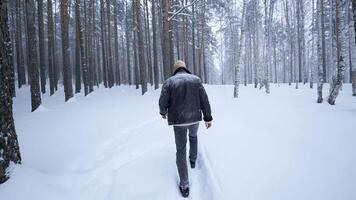 Stylish man walks in winter forest. Media. Rear view of stylish blond man walking in winter forest. Walk in winter forest in snowfall video