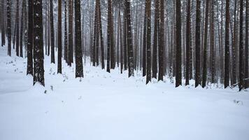 Pine forest in the snow. Media. Winter forest with snow covered trees and slowly falling snowflakes. video