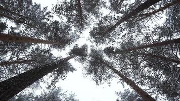 Trees and trunks covered with snow and ice, bottom view. Media. Beautiful tree crowns in winter landscape. video