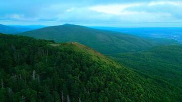 Aerial view of the coniferous forest growing on the slopes of the mountains. Clip. Evergreen valley of coniferous trees. video