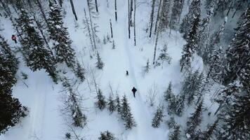 Aerial view of a man walking with his dog in deep snow in Austria. Clip. Scenic view of pine tree forest and snow covered ground. video