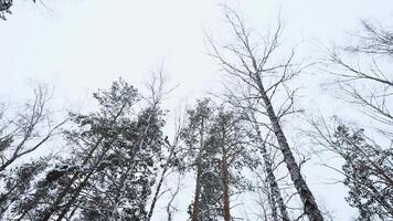 Trunks and tops of the high pines in the winter snowy forest against the cloudy sky. Media. Bottom up view at overcast windy day. video