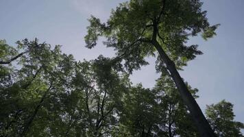 A Serene and Inviting View of the Lush Tree Canopy Located Beneath a Bright Sunny Sky Above. Clip video