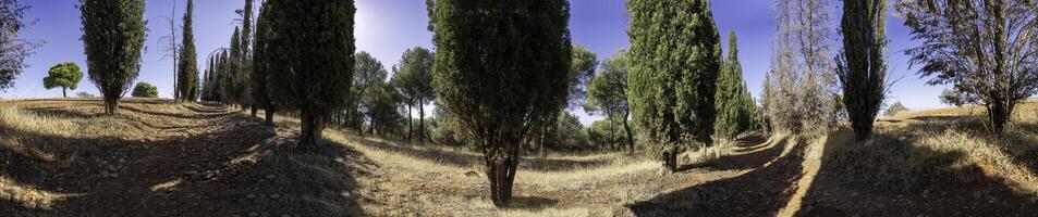 A Beautiful and Serene Landscape Featuring Cypress Trees in a Bright, Sunny Meadow Space photo