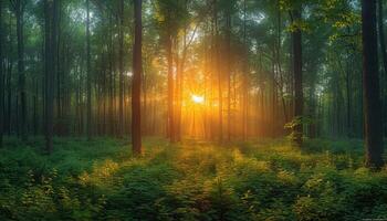 Sunbeams Filtering Through a Misty Forest photo