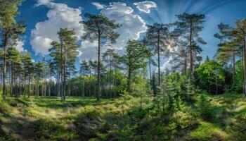 Sunbeams Filtering Through a Dense Pine Forest photo