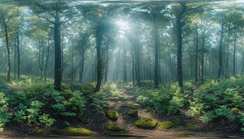 Sunlight Filtering Through the Canopies of a Lush Forest photo