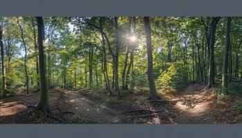 Sunlit Forest Path Dividing with Two Branches photo