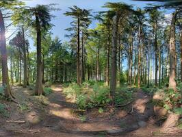 A Panoramic View of a Lush and Tranquil Forest with Sunlight Filtering Through the Trees photo