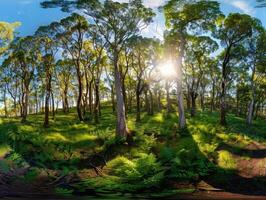 Sunbeams filtering through a dense forest canopy, illuminating the lush green undergrowth. photo
