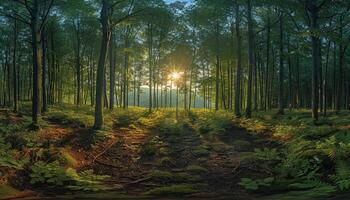 Sunbeams Filtering Through a Dense Forest Canopy photo