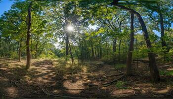 Sunlit Path Through a Dense Forest Canopy photo