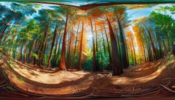 Sunbeams Filtering Through a Dense Redwood Forest photo