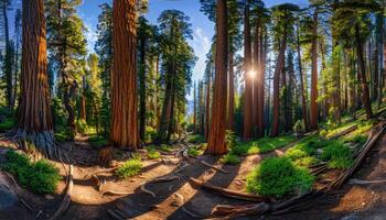 Sunbeams Filtering Through a Dense Redwood Forest photo