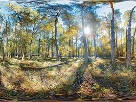 A Panoramic View of a Sun-Drenched Forest in Autumn photo