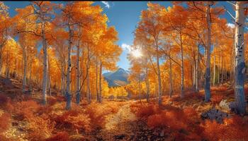 Golden Aspen Trees and a Path Leading to the Sun in a Mountain Forest photo
