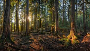 Sunbeams Filtering Through a Dense Forest of Tall Trees photo