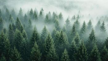 Misty Evergreen Forest from an Aerial View photo