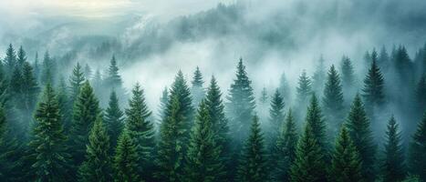 Misty Forest with Tall Pine Trees and Foggy Mountains photo