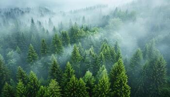 An Aerial View of a Dense Evergreen Forest Cloaked in Mist photo