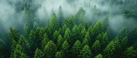 Aerial View of a Dense Evergreen Forest with Mist photo