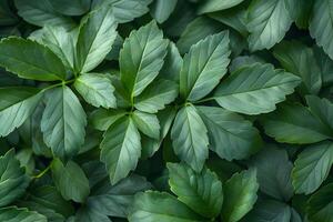 Lush Green Foliage Pattern for Nature-Themed Design and Background photo