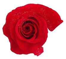 Rose flower isolated over solid background close view photo
