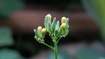 Groundsel wildflower that has a number of alternative names, such as old-man-in-the-Spring photo