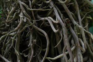 Wild tree with creeping tree roots in the background photo