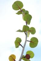 Branch and green leaves of Seagrape or Seaside grape growth up and blue sky with white cloud background. photo